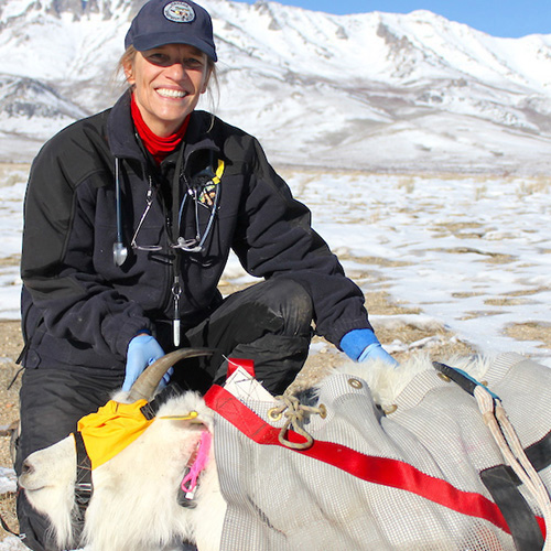 dr. peregrine wolff in the mountains with a captured goat.